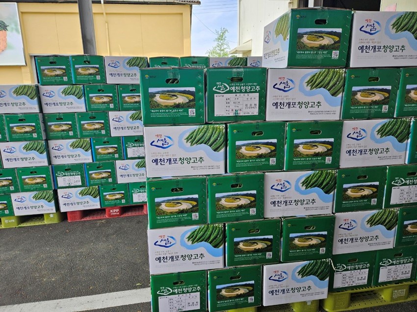 2.예천군 아삭, 매콤한 맛 자랑하는 풋고추 첫 출하!